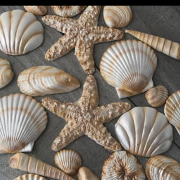 seashelllover